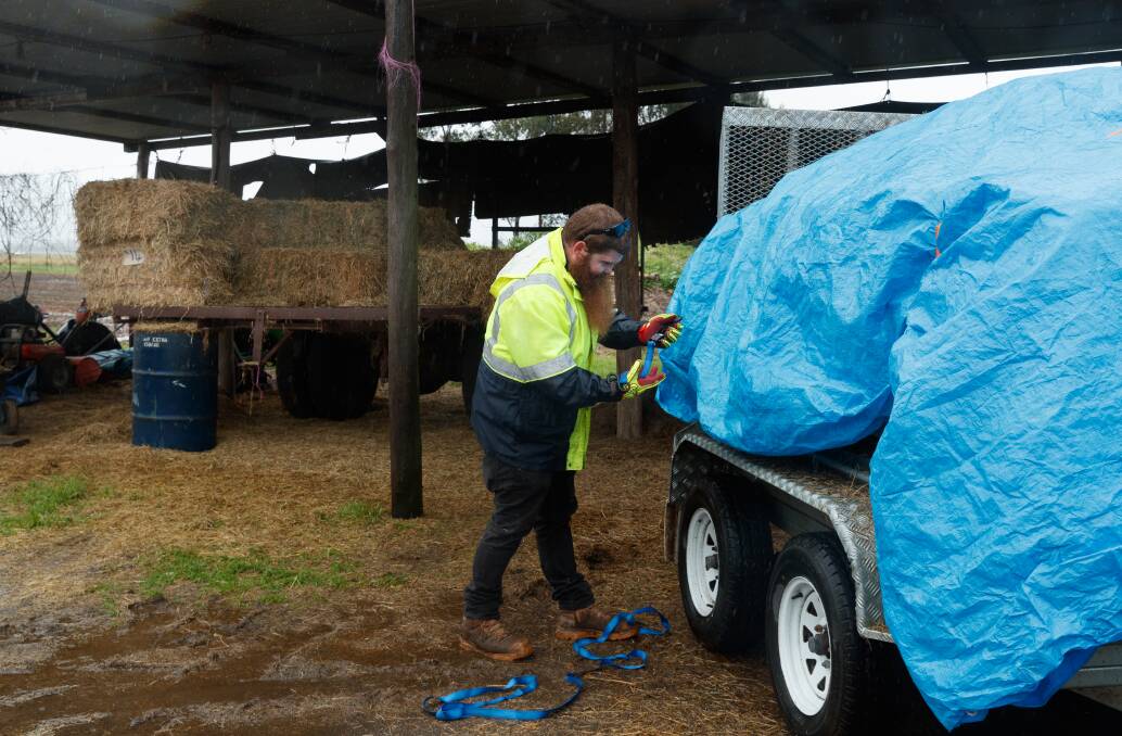 PREPARED: Josh Guion buys a load of hay to feed cattle being moved to higher ground on his Woodberry farm.