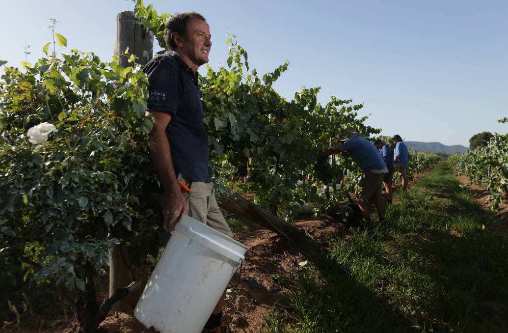 Winemaker Andrew Margan amid the vines during the 2019 harvest. Picture: Simone De Peak 