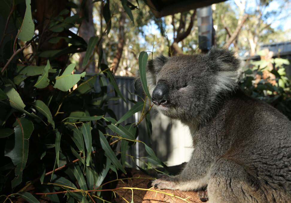 Clarence, who is a blind koala, at the sanctuary. Picture: Simone De Peak