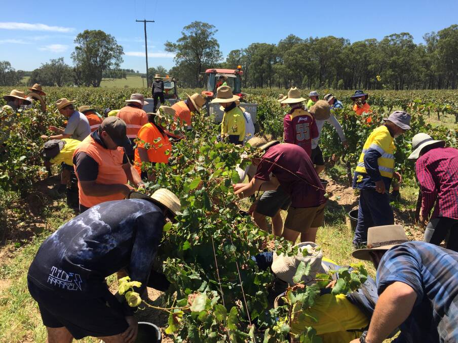 Grape pickers at one of Tyrrell's vineyard parcel, known as Andrew's Block. Picture: Scott Bevan