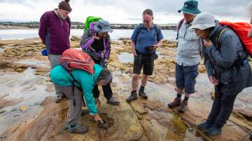 PREHISTORY: Roz Kerr points out a preserved tree stump embedded in the rock platform at Swansea Heads, with fellow geologist Peter Downes standing in the centre. Picture: Neil Keene, Lake Macquarie City Council