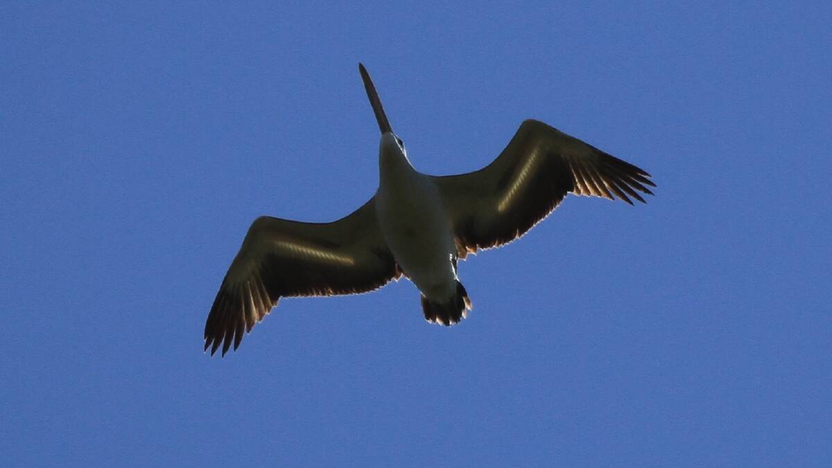 A pelican flying overhead. Picture: Courtesy, Nick Raschke