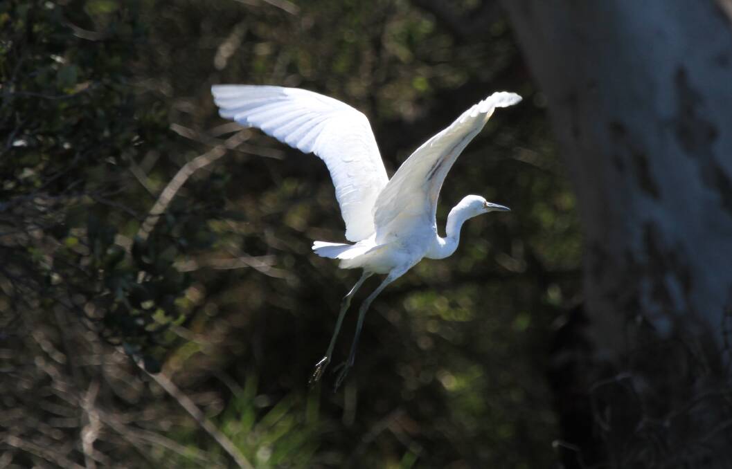 An intermediate egret takes flight on Cockle Creek, just as Nick Raschke photographs it. Picture: Courtesy, Nick Raschke