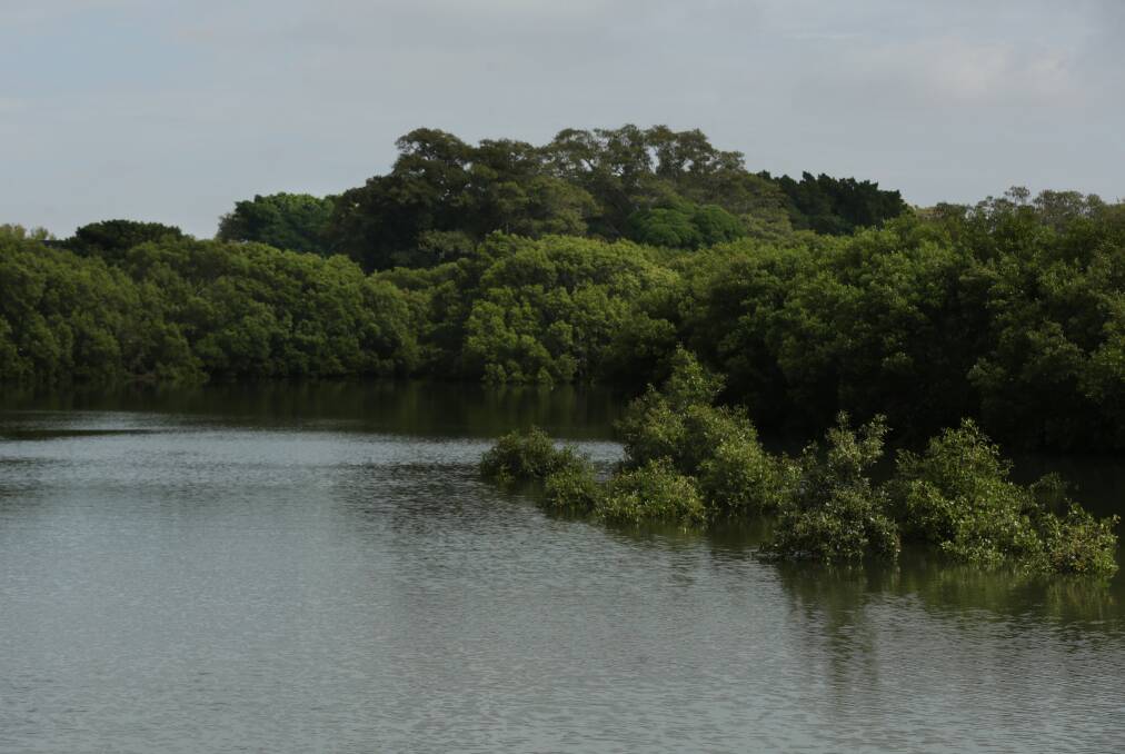 REVIVAL: Stands of mangroves along Throsby Creek's banks near Tighes Hill and Islington. Picture: Simone De Peak 