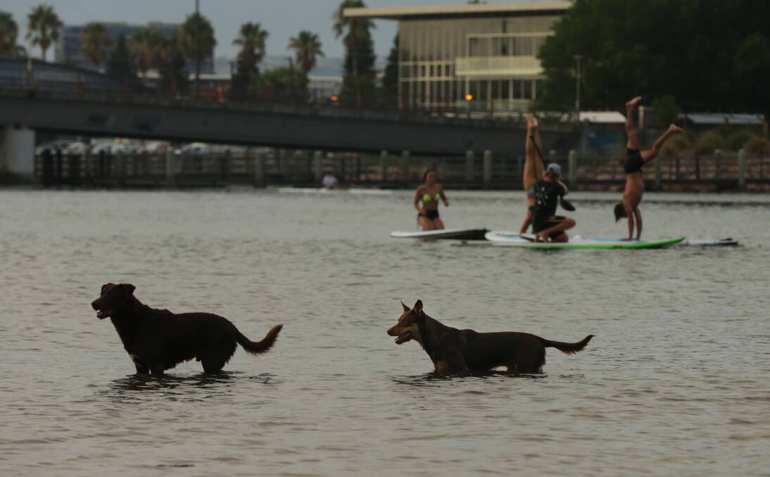 PLAYGROUND: Dogs swim in the shallows while stand-up paddle boarders practise yoga on Throsby Creek. Picture: Simone De Peak