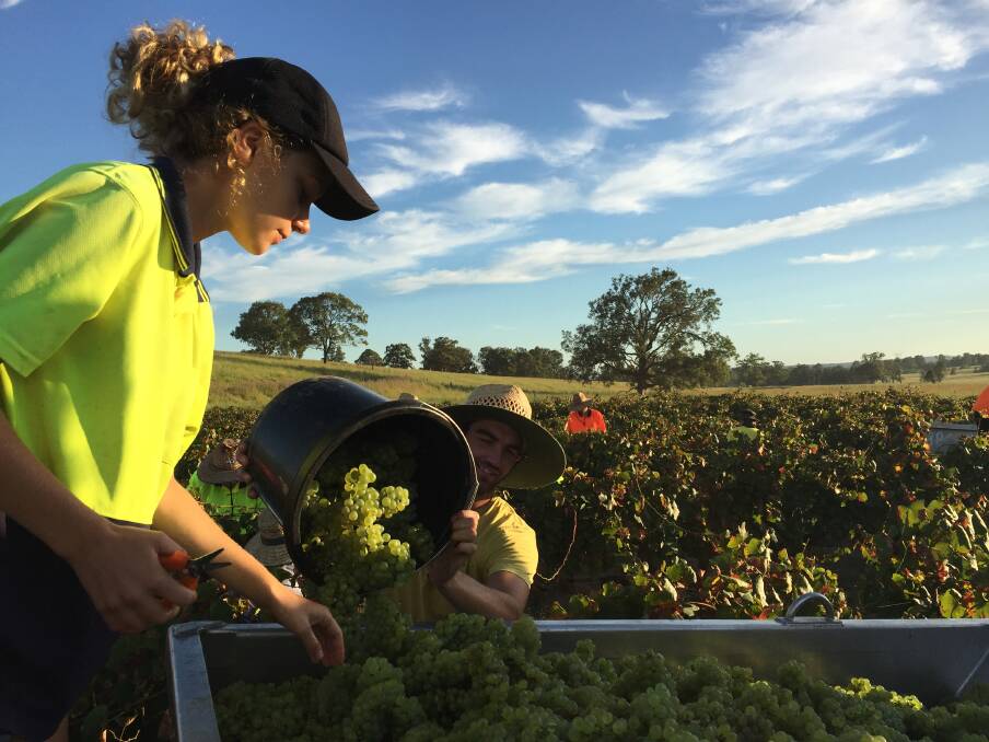 Beau, a bucket boy, tips a load of grapes into the picking bin, while Bianca Charles sorts through the fruit. Picture: Scott Bevan 