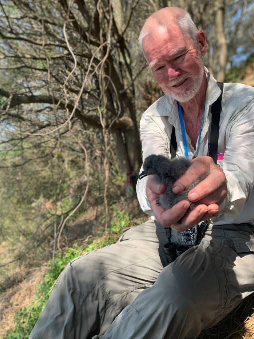 Alan Stuart with the Gould's petrel chick. Picture: Courtesy, Alan Stuart, Hunter Bird Observers Club