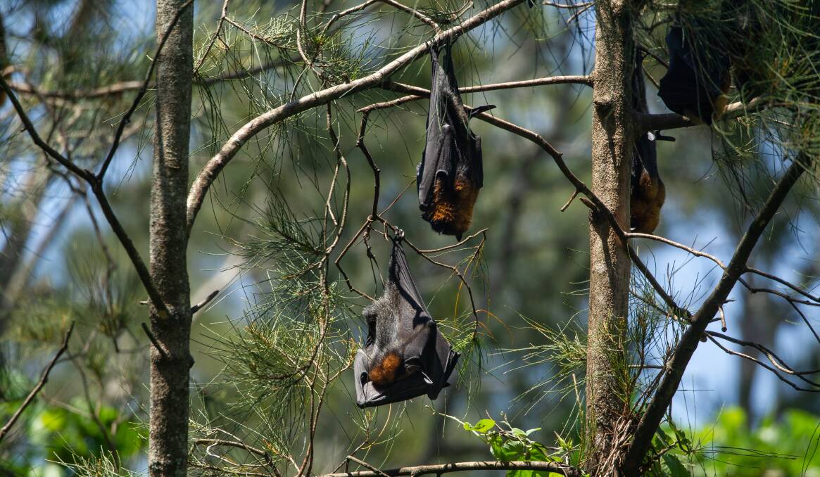 DECIMATED: Flying fox numbers at Blackalls Park have been dramatically reduced. 