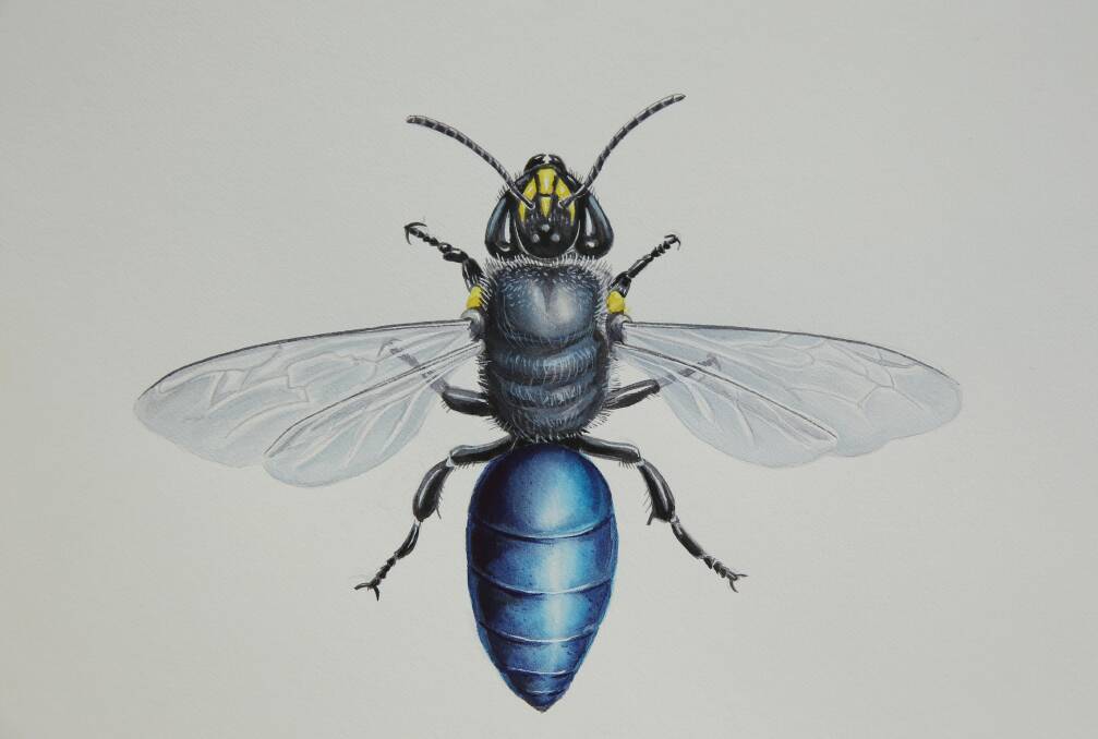 METICULOUS: A watercolour of a banksia bee by Rachel Klyve for her scholarship-winning submission.