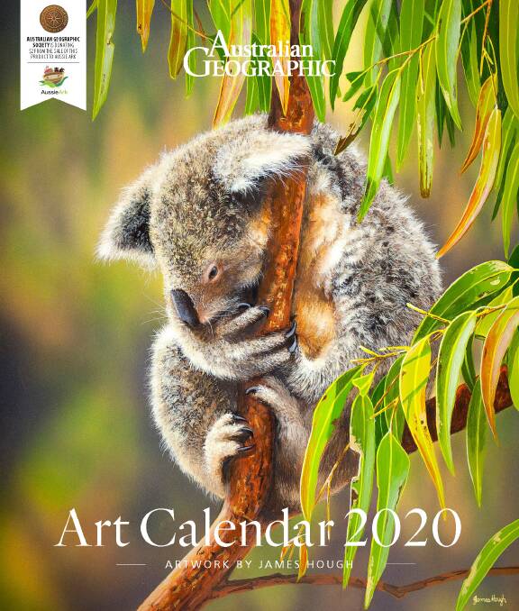 ICON: James Hough's koala painting on the cover of Australian Geographic's 2020 calendar. Picture: Courtesy, Australian Geographic