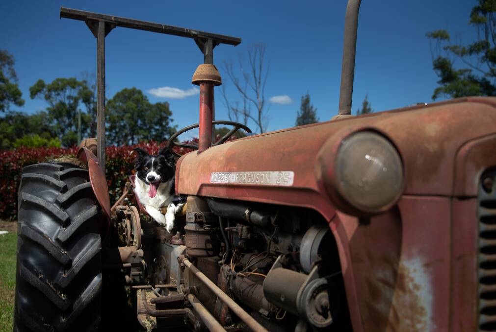 Marley, the border collie, in the tractor driver's seat in Dungog. Picture: Marina Neil