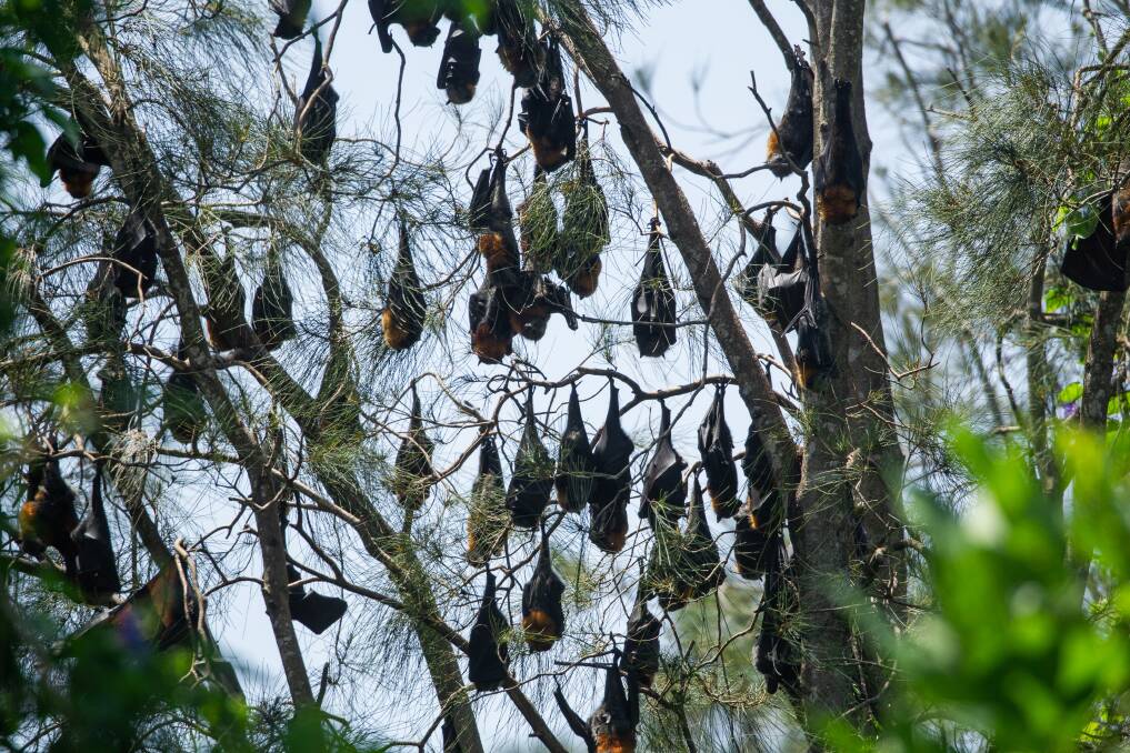 A small colony of flying foxes at Blackalls Park. Picture: Marina Neil