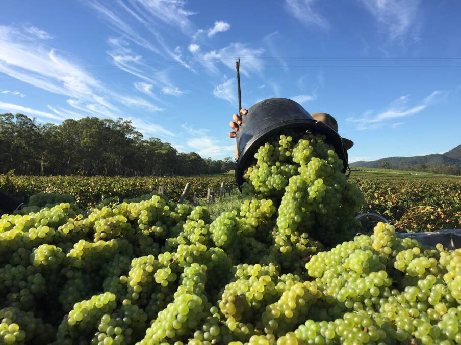 Another bucket load of grapes goes into the picking bin for the 2021 vintage. Picture: Scott Bevan