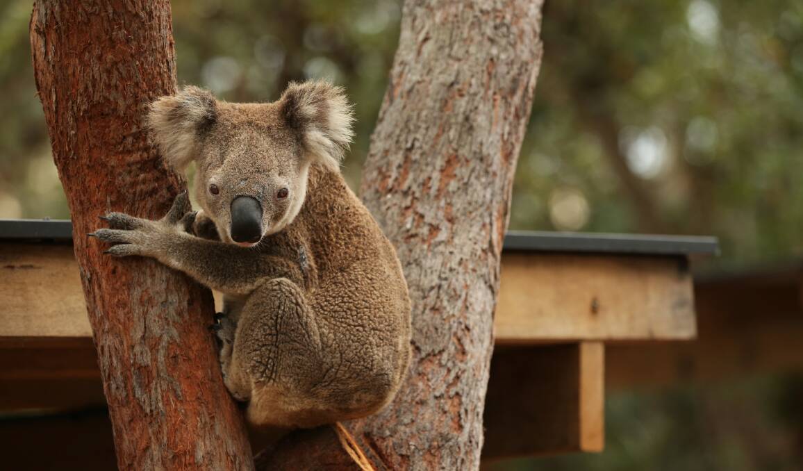 SOLE SURVIVOR: Smoulder, the last of seven koalas transferred to Port Stephens from the Taree bushfire. Picture: Simone De Peak