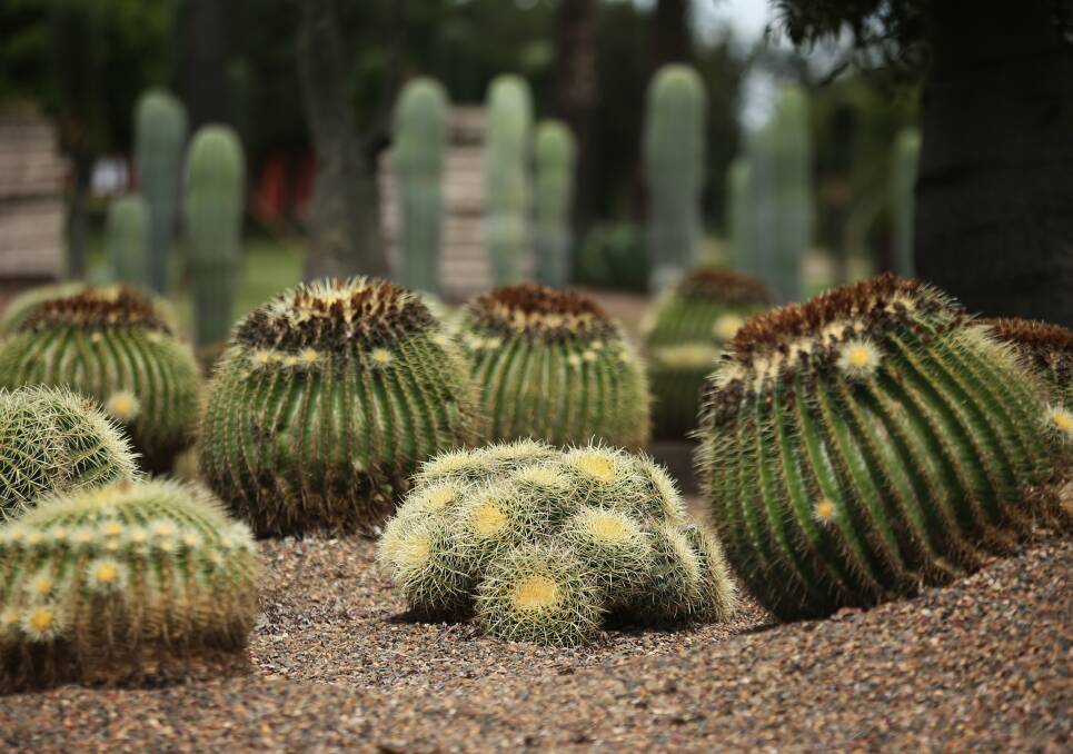 SOFT AND SHARP: Many species of cacti, including this barrel cactus, have been planted in the Dale Frank Botanical Gardens. 