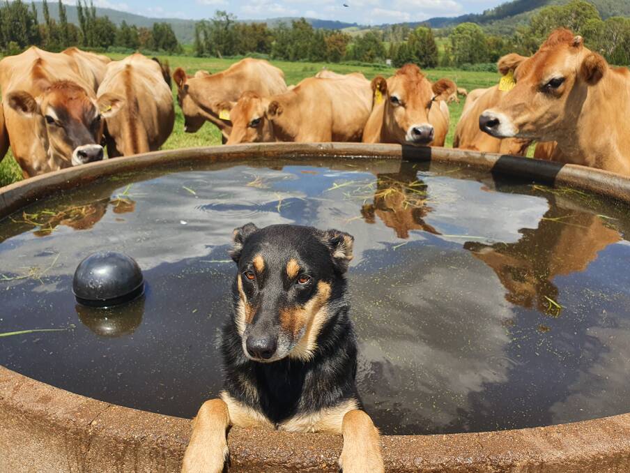 A dog cooling off in front of a herd of cows on David Williams' dairy farm. Picture: Courtesy, David Williams 