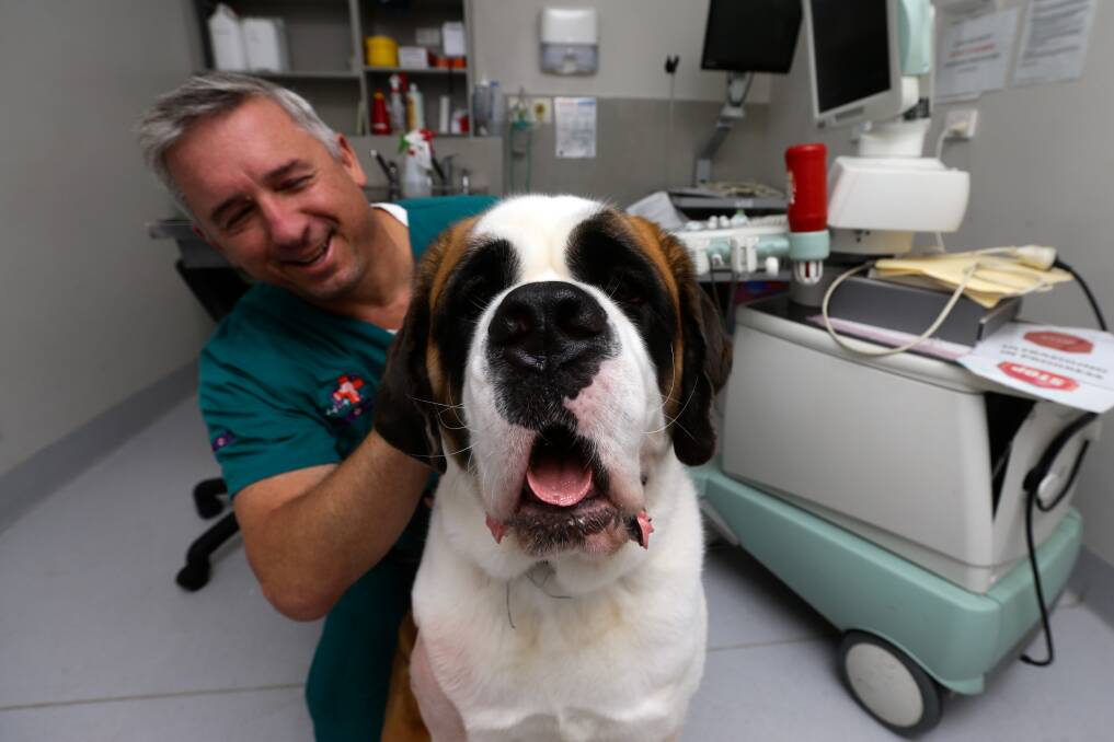 Vet and managing director of the Animal Referral and Emergency Centre, Dr David Tabrett, with Luna. Picture: Jonathan Carroll