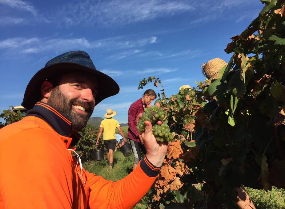 Kristian Sansome prepares to cut off a bunch of grapes, while Larni Burgmann, background, is working amid the vines. Picture: Scott Bevan
