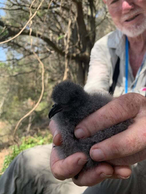 NEW LIFE: A Gould petrel chick, the first to be born in a nest box on Broughton Island. Pictures: Courtesy, Alan Stuart, Hunter Bird Observers Club
