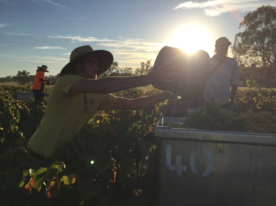 A bucket of grapes goes into the picking bin, while Tyrrell's Wine's lead supervisor Peter Hickey looks on. Picture: Scott Bevan