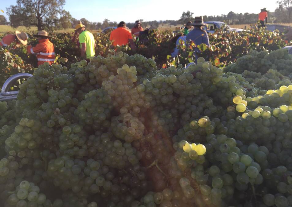 The picking team collecting the chardonnay grapes. Picture: Scott Bevan