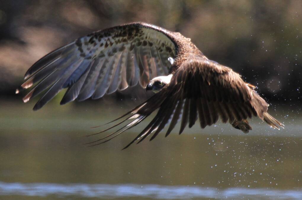 MAGIC: Photographer Nick Raschke captures the moment an osprey swoops in for a meal of fish along Cockle Creek. Picture: Courtesy, Nick Raschke