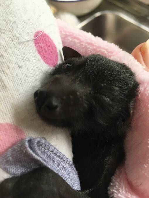 Leila, the flying fox, only hours after being born. Picture: Courtesy, Ann Morgan 