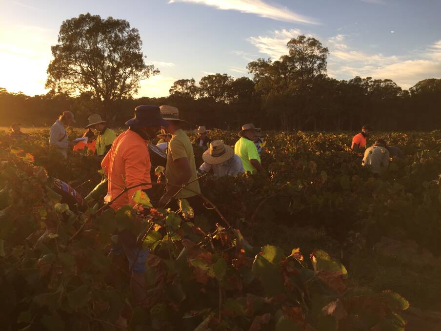 DAWN TEAM: Early morning in the vineyard, as the workers pick chardonnay grapes. Picture: Scott Bevan 