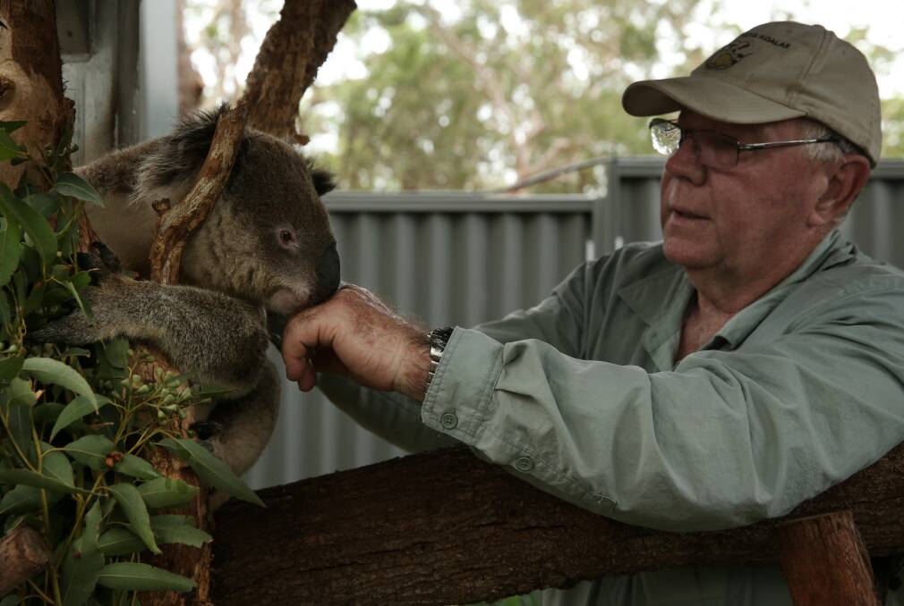 CARER: Ron Land, a volunteer and prime mover behind the new Port Stephens Koala Sanctuary, tends to a marsupial named Tolley. Pictures: Simone De Peak