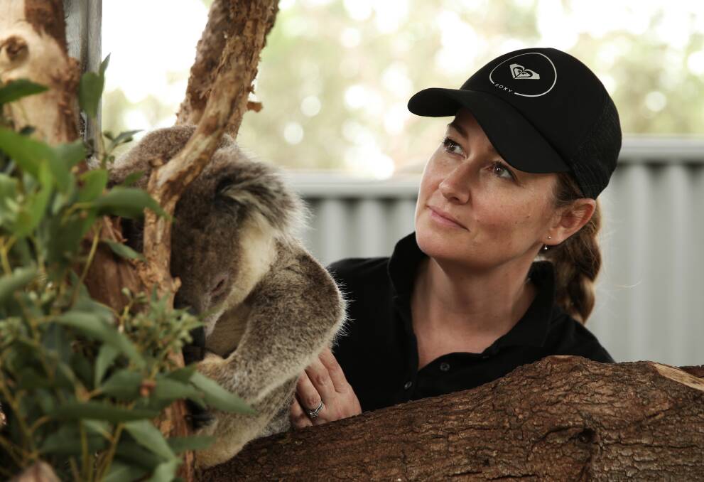 Koala carer and hospital manager Amber Lilly with Tolley. Picture: Simone De Peak 