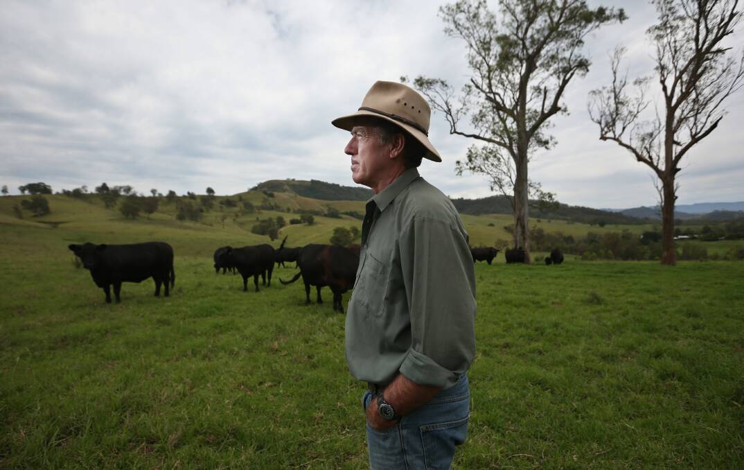 BRIGHTER OUTLOOK: Peter Lawrence with some of his Angus beef cattle on his farm, Combwell, at Halton in the Allyn River Valley, as the property recovers from years of drought. Pictures: Simone De Peak