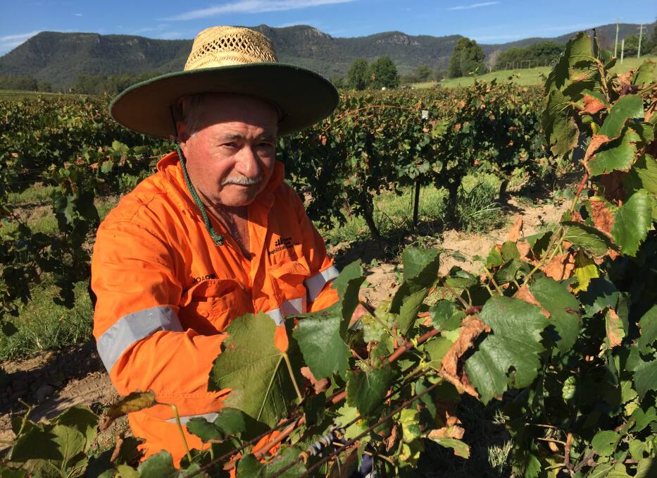 Joaquim Rosa, who first picked grapes in Portugal as a boy. Picture: Scott Bevan