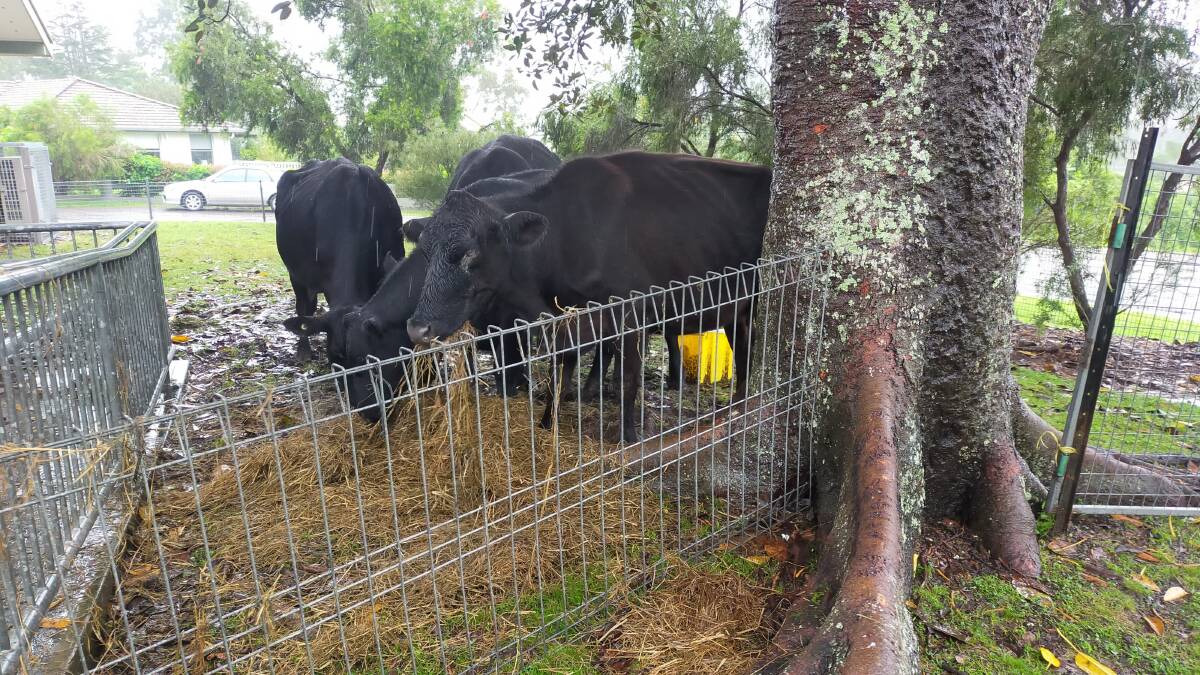 Peter's cattle at Tinonee Public School where they stayed temporarily after washing up at Tinonee. Photo: Clare Rourke