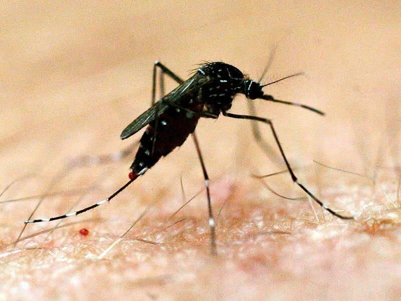 Five Australians have died from the mosquito-borne disease Japanese encephalitis this year. (Dave Hunt/AAP PHOTOS)