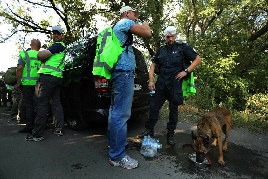 Spencer the Dutch search dog drinks after searching the fields for human remains of passengers from the MH17 crash, on the outskirts of Rassypnoe village. Photo: Kate Geraghty