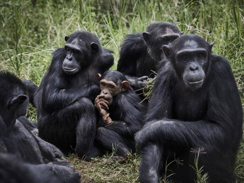 Chimpanzees have been found to make 'lip-smacks' in the same rhythm as human speech.