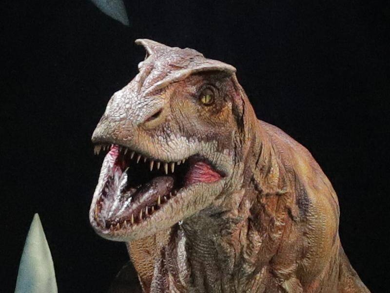 Research suggests predatory dinosaur species like the Allosaurus may have resorted to cannibalism.
