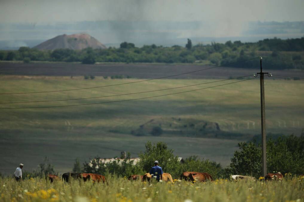 A man herds his cattle on high ground in Kirovskoye overlooking the MH17 crash site where Ukrainian forces and Pro Russian rebel fighters engage in at leaste 7 different battles. Photo: Kate Geraghty