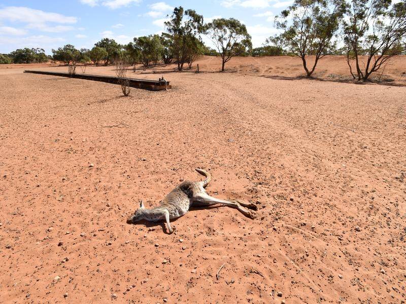 There's been some rain in drought-ravaged NSW but not nearly enough to make a difference.