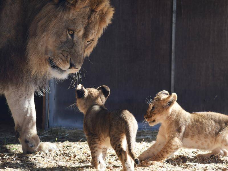 South Australians will be able to visit zoos again later this month.