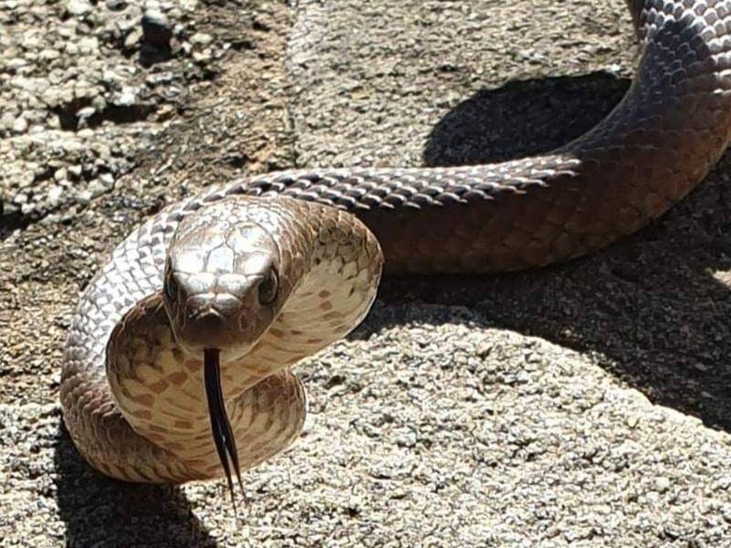 Snake catchers are receiving regular calls for help with snakes as bites are also being reported. (HANDOUT/AUSTRALIAN SNAKE CATCHERS)