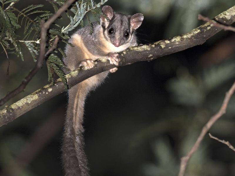 The critically endangered Leadbeater's possum is in a race against time as its numbers dwindle.