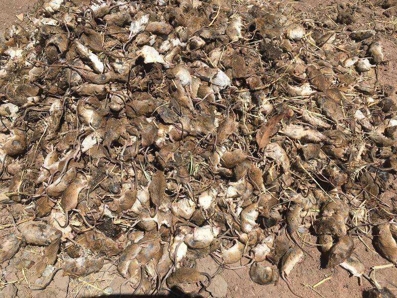 NSW farmers are still battling a mouse plague that's caused havoc with crops and livelihoods.