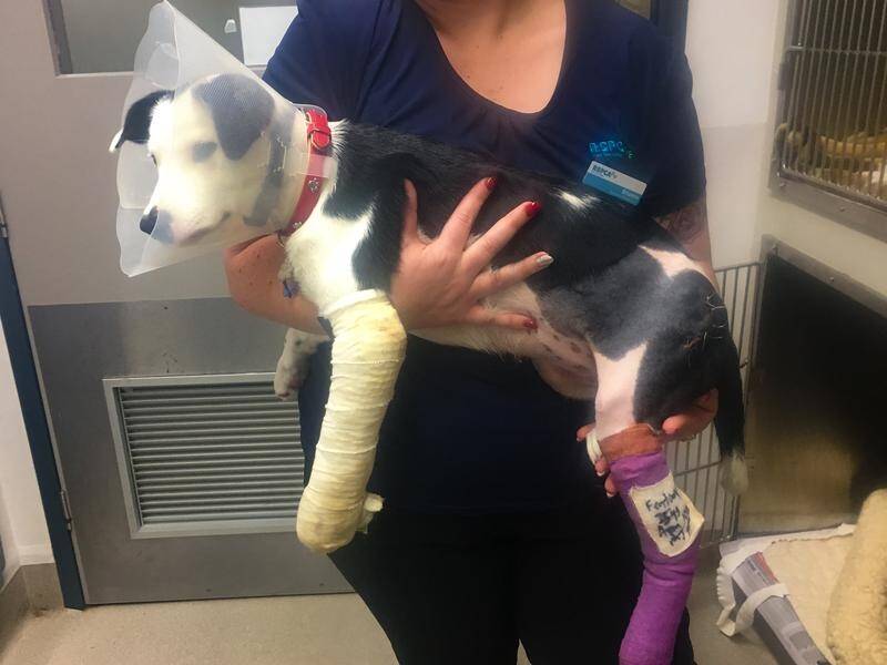Border collie pup Asha was put down due to its behaviour after surgery on its broken legs and hip.