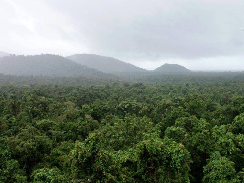 Mature tropical rainforest trees may be at greater risk from parasitic vines as temperatures rise.