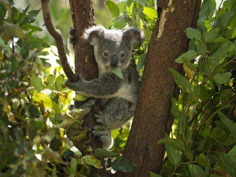 Only 'one or two' koalas were found at a site for a proposed quarry extension in Port Stephens.