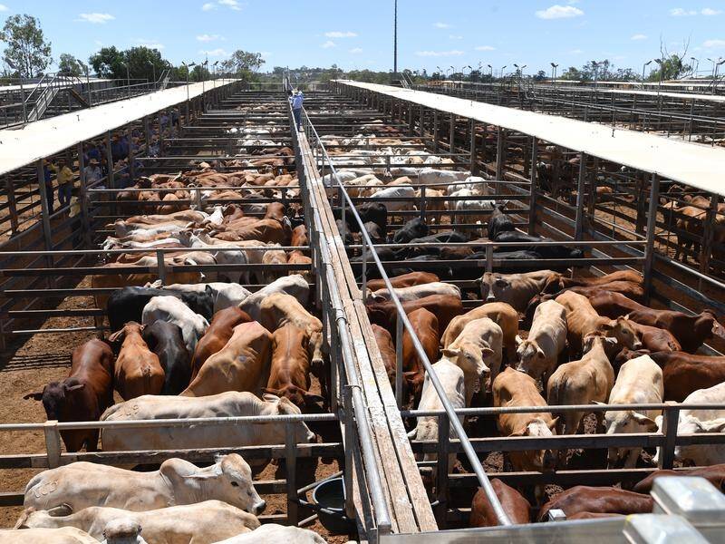 Victorian farmers will be able to take their beef herds to Queensland and NSW for processing.