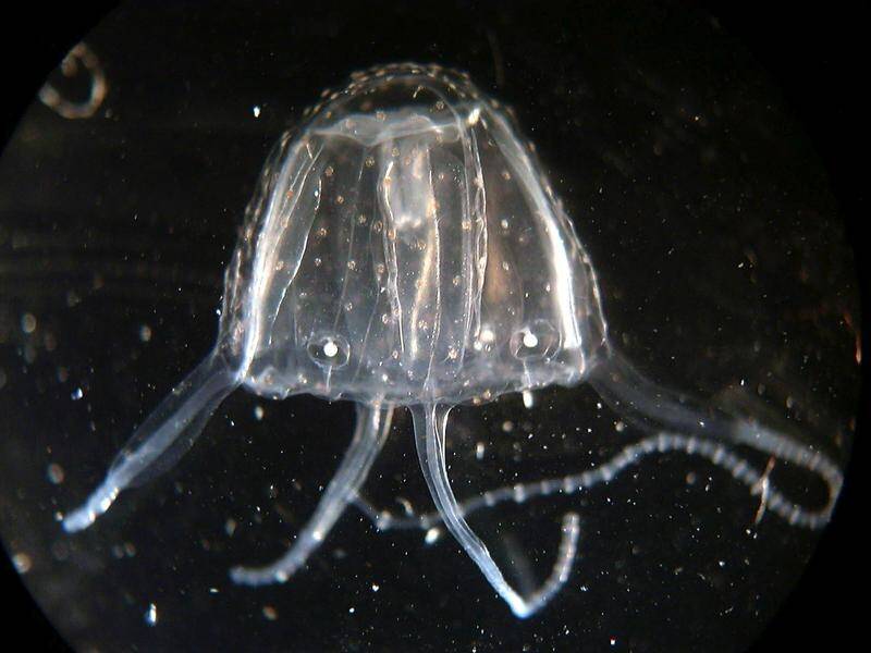 The Irukandji jellyfish is small but one of the most venomous in the world. (HANDOUT/SOUTH AUSTRALIAN MUSEUM)