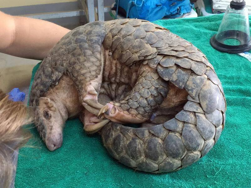 Perth-based Free the Bears rescue charity has saved its first endangered Pangolin in Laos.
