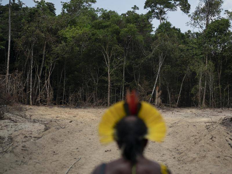 Environmentalists have been shocked at the intensified pace of logging in the Amazon.